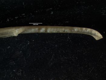 Media type: image;   Herpetology R-66857